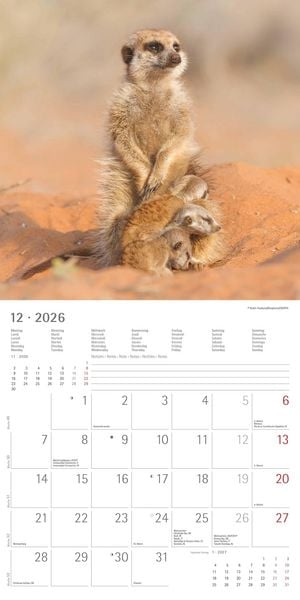 Produktbild: Alpha Edition - Erdmännchen 2026 Broschürenkalender, 30x30cm, Wandkalender mit P