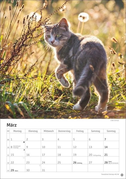 Produktbild: Katzen Kalender 2027