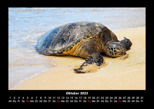 Produktbild: Schildkr&ouml;tenzauber 2025 Fotokalender DIN A3
