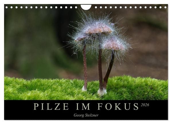 Produktbild: PILZE IM FOKUS 2026 (Wandkalender 2026 DIN A4 quer), CALVENDO Monatskalender