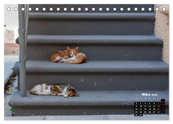 Produktbild: Katzen von Rhodos - Kleine G&ouml;tter auf vier Pfoten (Tischkalender 2026 DIN A5 quer), CALVENDO Monatskalender