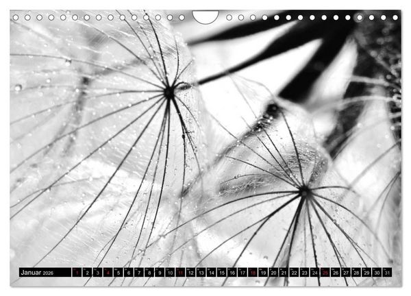 Produktbild: Pusteblume - Impressionen in schwarzwei&szlig; (Wandkalender 2026 DIN A4 quer), CALVENDO Monatskalender