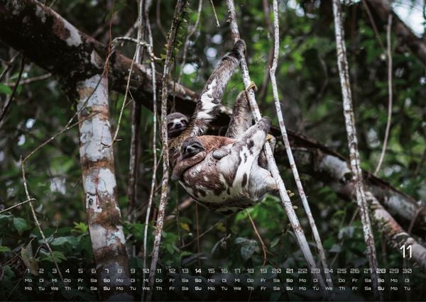 Produktbild: Faultiere &ndash; Chill mal! - 2027 - Kalender DIN A3