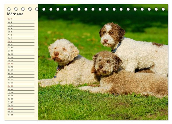 Produktbild: Lagotto Romagnolo - Italienischer Tr&uuml;ffelhund (Tischkalender 2026 DIN A5 quer), CALVENDO Monatskalender