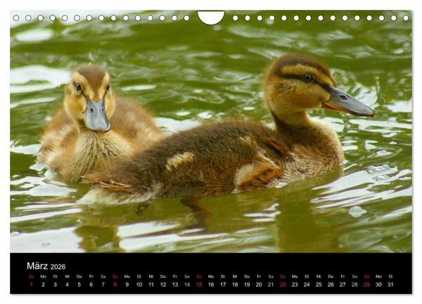 Produktbild: Die Kinderstube der Wasserv&ouml;gel (Wandkalender 2026 DIN A4 quer), CALVENDO Monatskalender