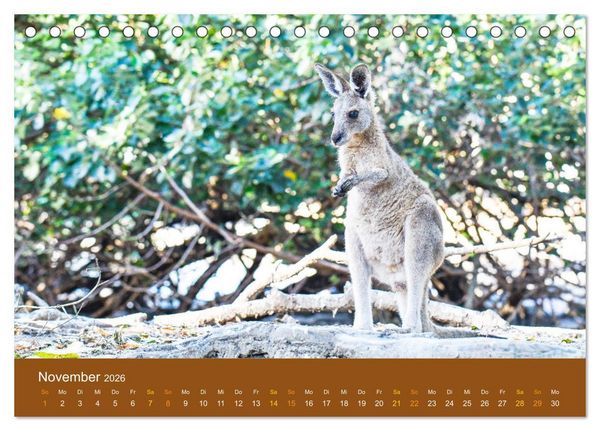 Produktbild: K&auml;ngurus, sprunghafte Gesellen (Tischkalender 2026 DIN A5 quer), CALVENDO Monatskalender