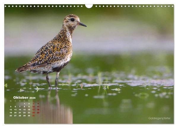 Produktbild: Wattv&ouml;gel an der Friesischen IJsselmeerk&uuml;ste (Wandkalender 2026 DIN A3 quer), CALVENDO Monatskalender