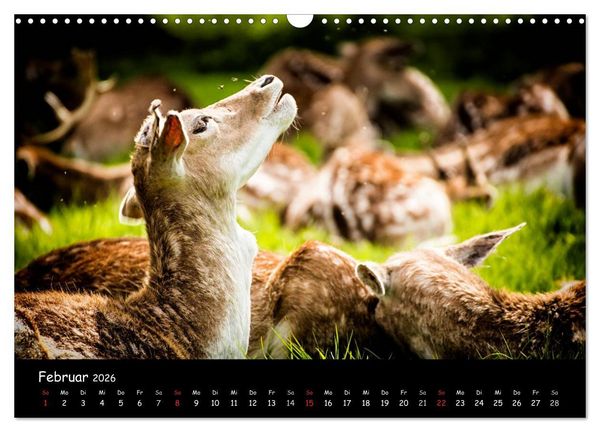 Produktbild: Rehe und Hirsche in freier Natur (Wandkalender 2026 DIN A3 quer), CALVENDO Monatskalender