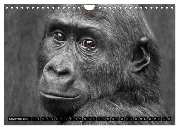 Produktbild: MENSCHEN-AFFEN-KINDER (Wandkalender 2026 DIN A4 quer), CALVENDO Monatskalender