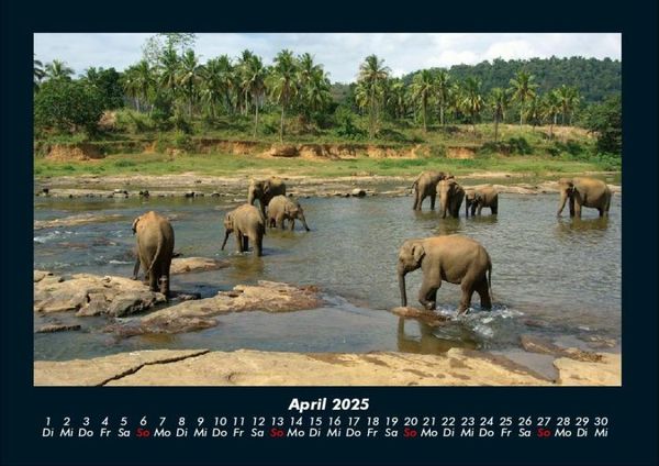 Produktbild: Elefanten 2025 Fotokalender DIN A4