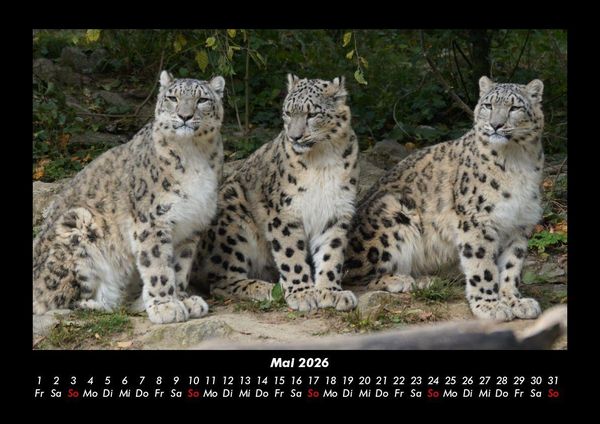 Produktbild: Welt der Tiere 2026 Fotokalender DIN A3