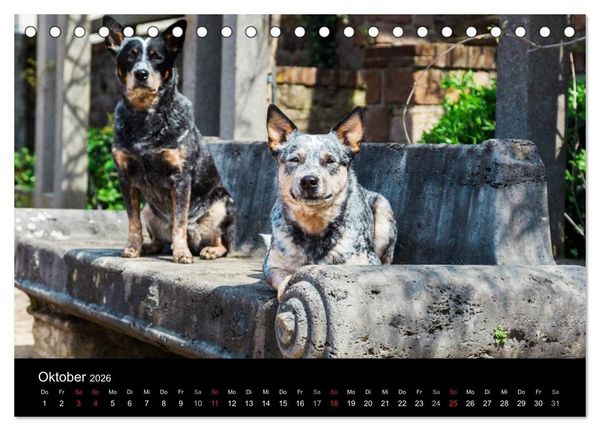 Produktbild: Australian Cattle Dogs zwischen Kunst und Kultur (Tischkalender 2026 DIN A5 quer), CALVENDO Monatskalender