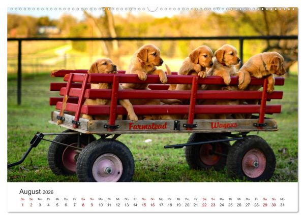 Produktbild: Golden Retriever - Die treuen Begleiter. (Wandkalender 2026 DIN A2 quer), CALVENDO Monatskalender