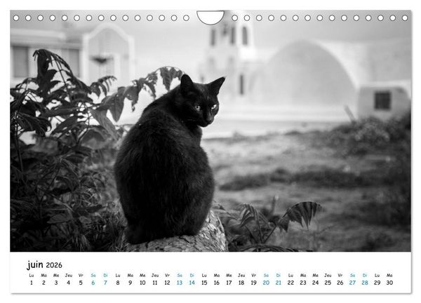 Produktbild: Chats de Santorin - Les princes d'Oia en noir et blanc (Calendrier mural 2026 DIN A4 vertical), CALVENDO calendrier mensuel