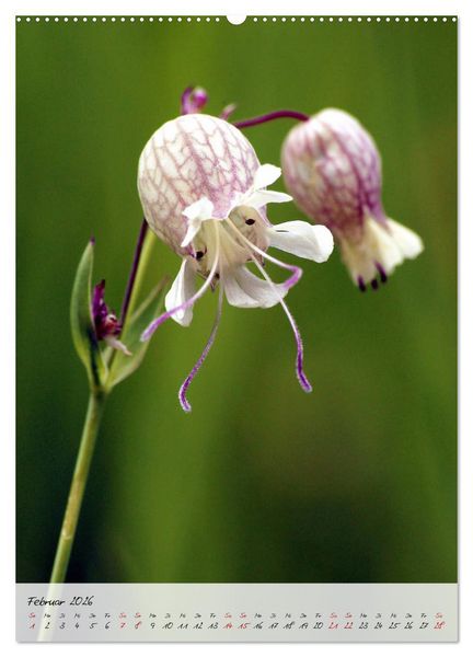 Produktbild: Florale Meisterwerke der Natur (hochwertiger Premium Wandkalender 2026 DIN A2 hoch), Kunstdruck in Hochglanz