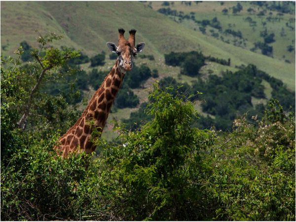 Produktbild: CALVENDO Puzzle Neugierige Giraffe | 1000 Teile Lege-Gr&ouml;&szlig;e 64x48cm Foto-Puzzle f&uuml;r gl&uuml;ckliche Stunden