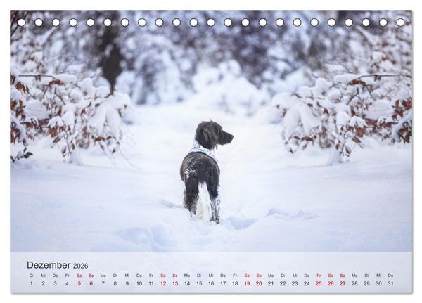 Produktbild: Der kleine M&uuml;nsterl&auml;nder (Tischkalender 2026 DIN A5 quer), CALVENDO Monatskalender