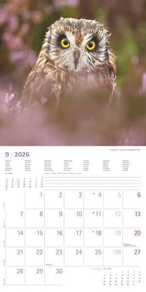 Produktbild: Alpha Edition - Eulen 2026 Broschürenkalender, 30x30cm, Wandkalender mit Platz für Notizen und Termine, beeindruckende Eulen-Motive, Monatsübersicht u
