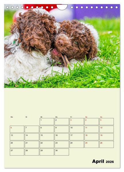 Produktbild: Lagotto Romagnolo - Der Tr&uuml;ffelhund Italiens - Planer (Wandkalender 2026 DIN A4 hoch), CALVENDO Monatskalender