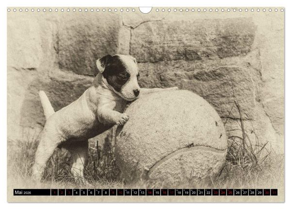 Produktbild: Parson Jack Russel Welpen (Wandkalender 2026 DIN A3 quer), CALVENDO Monatskalender