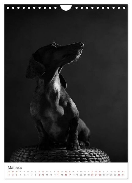 Produktbild: Fine Art Hundeportraits (Wandkalender 2026 DIN A4 hoch), CALVENDO Monatskalender