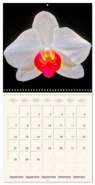 Produktbild: Phalaenopsis, la reine des Orchid&eacute;es (Calendrier mural carr&eacute; 2026 30x30 cm) Calendrier double avec une page pour vos prises de notes