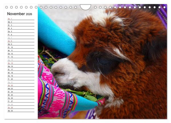 Produktbild: Alpakas und Lamas (Wandkalender 2026 DIN A4 quer), CALVENDO Monatskalender