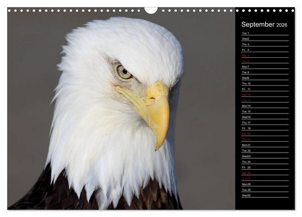 Produktbild: North America's Wildlife (Wall Calendar 2026 DIN A3 landscape), CALVENDO 12 Month Wall Calendar
