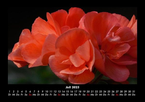 Produktbild: Blumentraum 2025 Fotokalender DIN A3