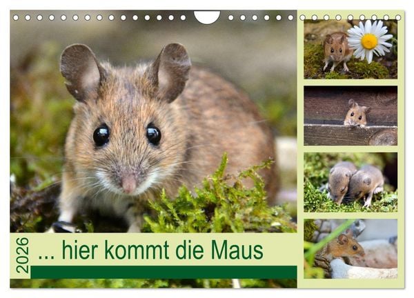 Produktbild: ... hier kommt die Maus ... (Wandkalender 2026 DIN A4 quer), CALVENDO Monatskalender
