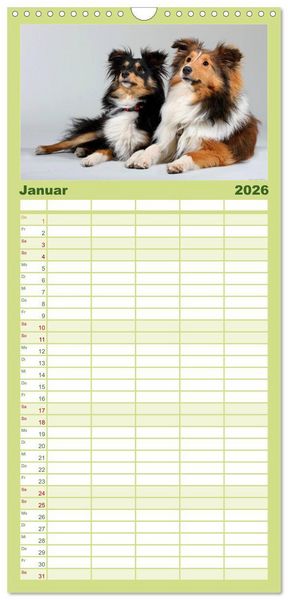 Produktbild: Familienplaner 2026 - Shelties 2026 mit 5 Spalten (Wandkalender, 21 x 45 cm) CALVENDO