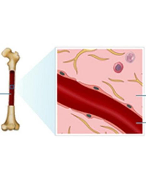 Produktbild: Reticulocyte Count