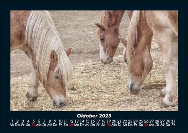 Produktbild: Pferde Kalender 2025 Fotokalender DIN A5