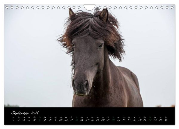 Produktbild: Charakterk&ouml;pfe Islandpferde (Wandkalender 2026 DIN A4 quer), CALVENDO Monatskalender