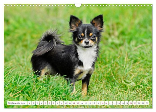 Produktbild: Enegieb&uuml;ndel Chihuahua - Temperament auf vier Pfoten (Wandkalender 2026 DIN A3 quer), CALVENDO Monatskalender