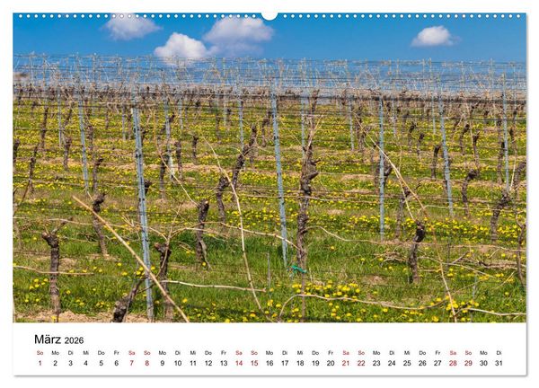 Produktbild: Weinkalender (Wandkalender 2026 DIN A2 quer), CALVENDO Monatskalender