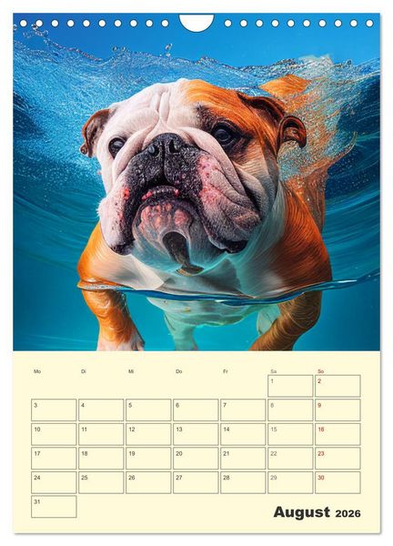 Produktbild: English Bulldogs. Fr&ouml;hliche Dickk&ouml;pfe mit Charakter (Wandkalender 2026 DIN A4 hoch), CALVENDO Monatskalender