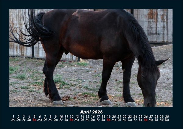 Produktbild: Welt der Pferde 2026 Fotokalender DIN A4