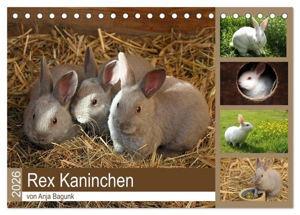 Rex - Kaninchen (Tischkalender 2026 DIN A5 quer), CALVENDO Monatskalender