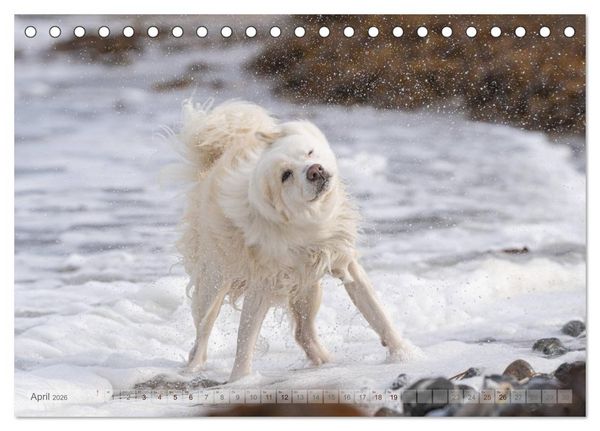 Produktbild: Mit Hunden an den Str&auml;nden von Nord- und Ostsee (Tischkalender 2026 DIN A5 quer), CALVENDO Monatskalender