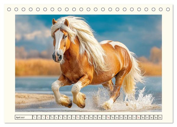Produktbild: Irish Tinker Liebe. Der robuste Charme der Gypsy Cobs (Tischkalender 2027 DIN A5 quer), CALVENDO Monatskalender