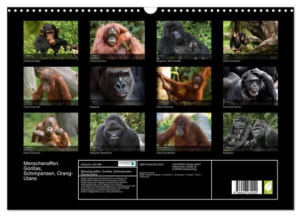 Produktbild: Menschenaffen. Gorillas, Schimpansen, Orang-Utans (Wandkalender 2026 DIN A3 quer), CALVENDO Monatskalender