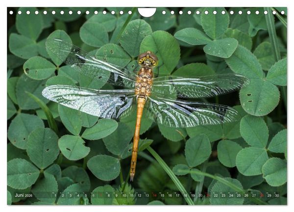 Produktbild: Libellen - Fliegende Edelsteine (Wandkalender 2026 DIN A4 quer), CALVENDO Monatskalender