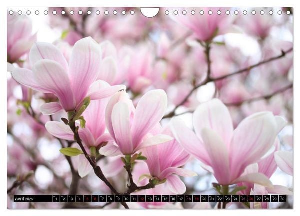 Produktbild: Magnolias en fleur (Calendrier mural 2026 DIN A4 vertical), CALVENDO calendrier mensuel