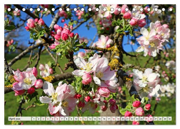 Produktbild: Hegau-Landschaften (Tischkalender 2026 DIN A5 quer), CALVENDO Monatskalender