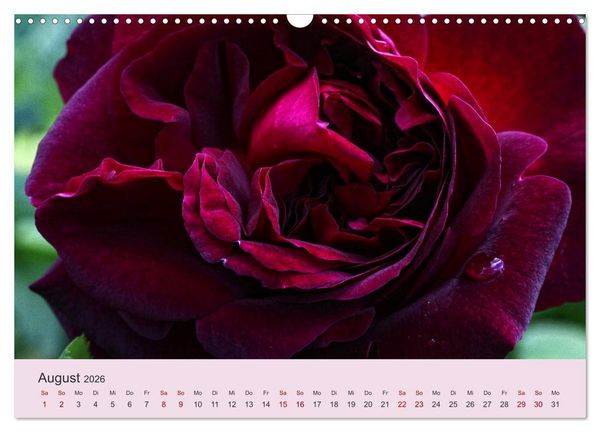Produktbild: Rosen Reigen im Garten (Wandkalender 2026 DIN A3 quer), CALVENDO Monatskalender