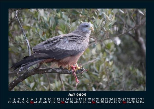 Produktbild: Vogelparadies 2025 Fotokalender DIN A5