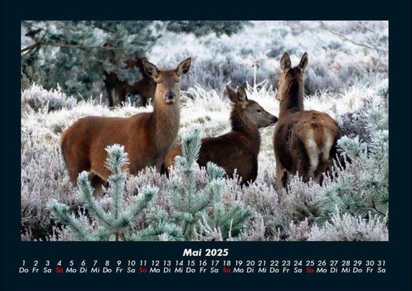 Produktbild: Welt der Tiere 2025 Fotokalender DIN A4