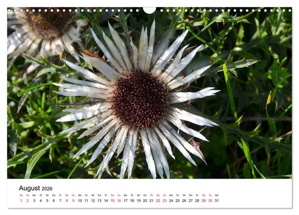 Produktbild: Zauberhafte Schw&auml;bische Alb (Wandkalender 2026 DIN A3 quer), CALVENDO Monatskalender