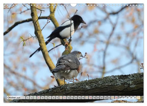 Produktbild: Spitze Krallen und scharfer Blick - Verhalten Sperber (Wandkalender 2026 DIN A3 quer), CALVENDO Monatskalender